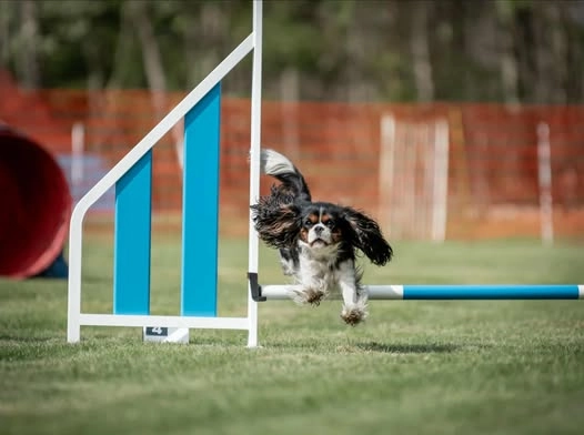 25/4 Blåbärs-tävling Partille BK, Partille