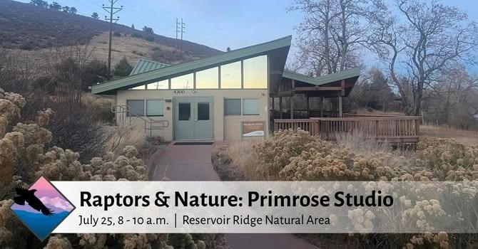 Raptors & Nature: Primrose Studio
