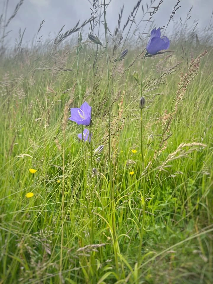 Måla naturen