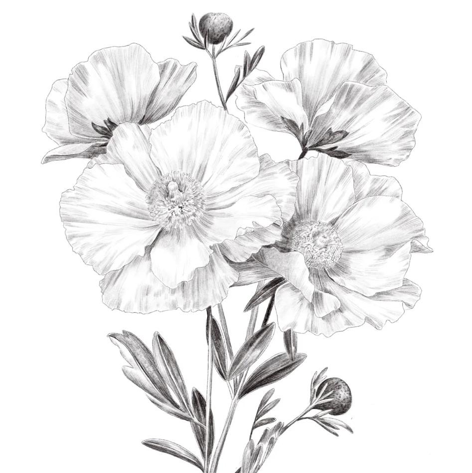 Botanical Drawing