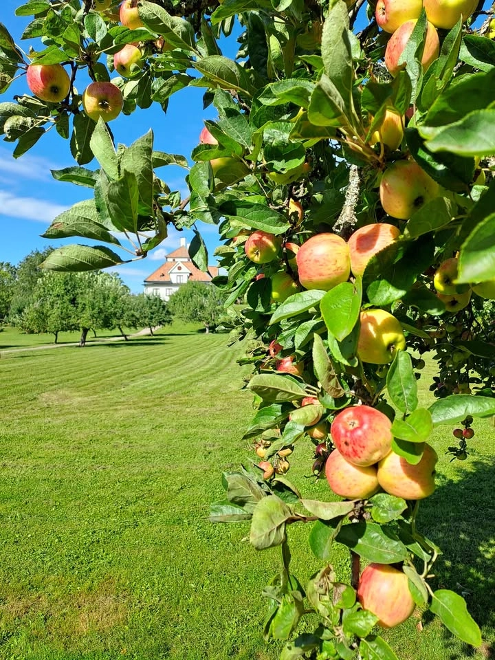 Äppelplockardagen
