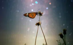 Skapelsen sjunger – färg, musik och gemenskap