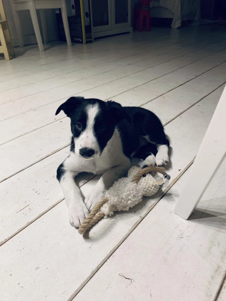 🐶VALPKURS🐶karlstad