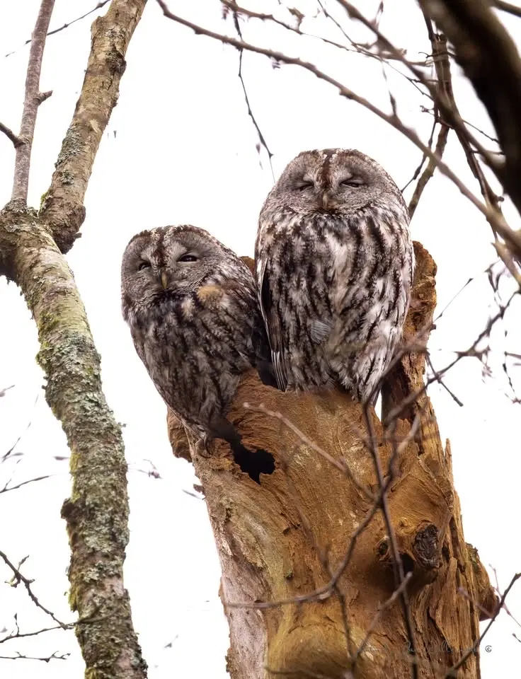 Följ med på fågelvandring