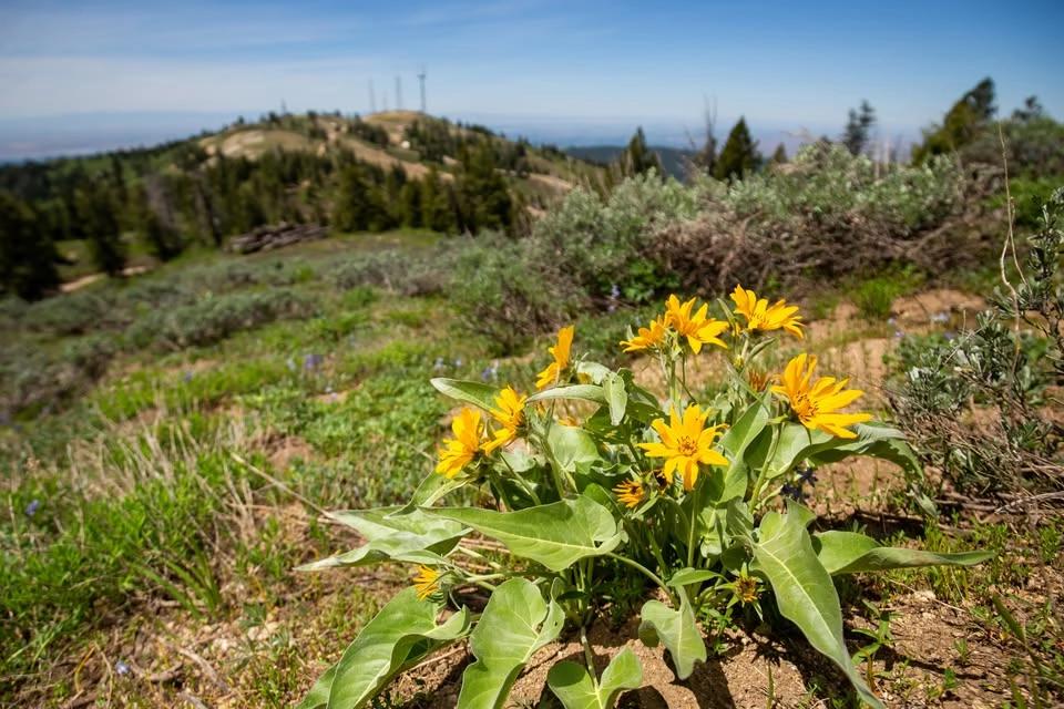 Guided Nature Program β Wildflowers