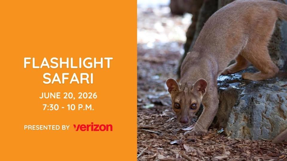 Flashlight Safari