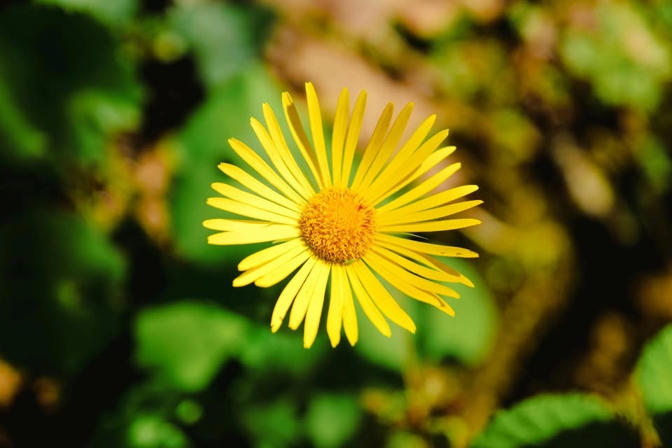 Lunchmusik - vårsånger