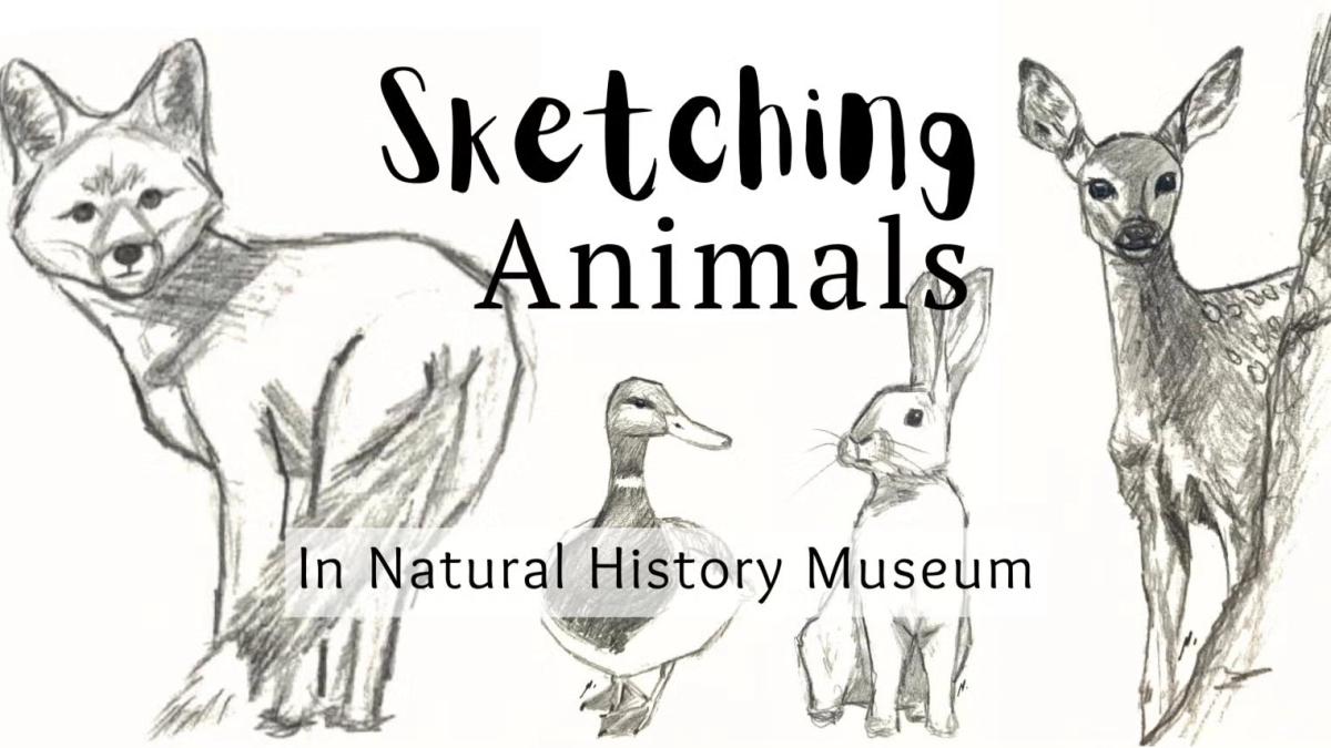 Animal for Beginners