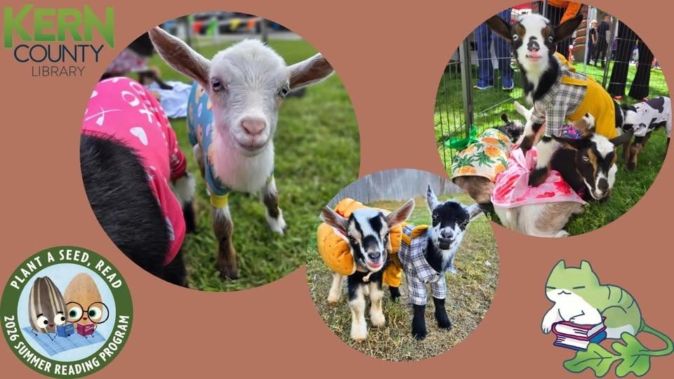 Golden Meadow Goats