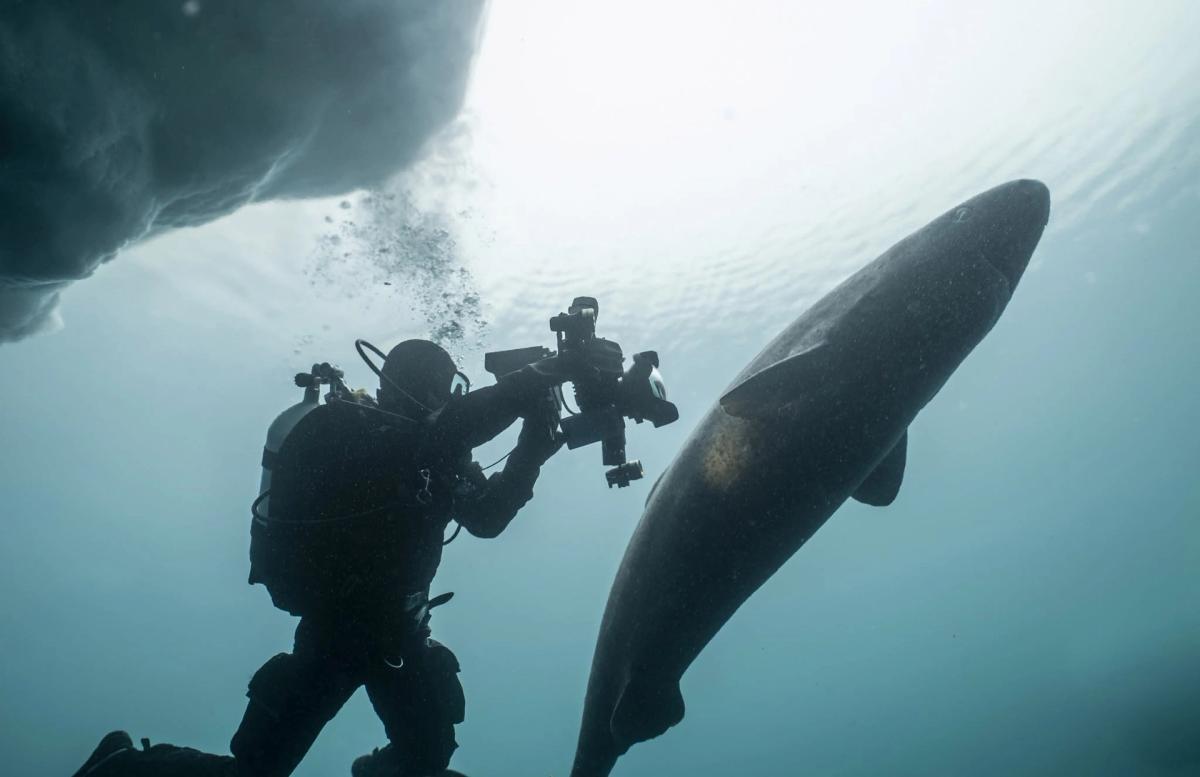 Visning i utställningen Sharks, Camera, Action!