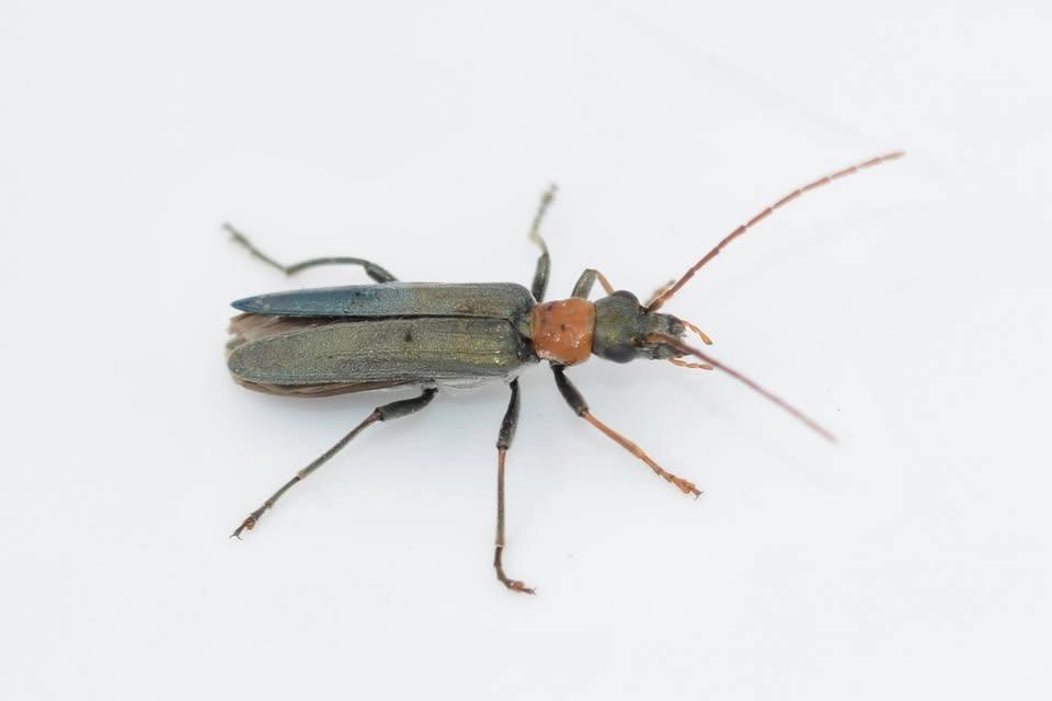 Baggträff: Olikfotade skalbaggar (Tenebrionoidea)