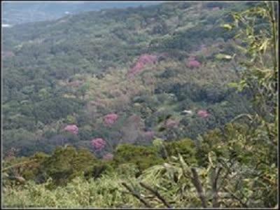 楓樹湖古道 向天池面天山