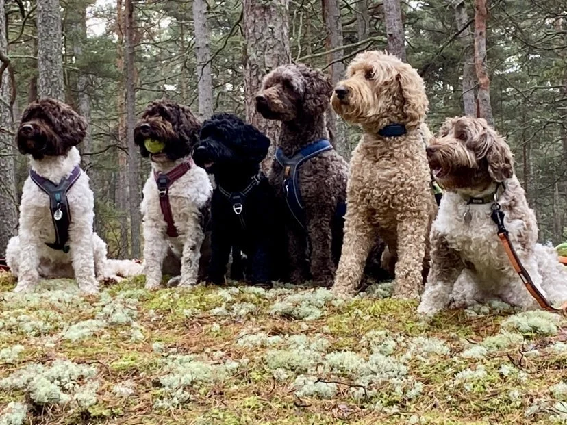 Labradoodlepromenad i Stockholm