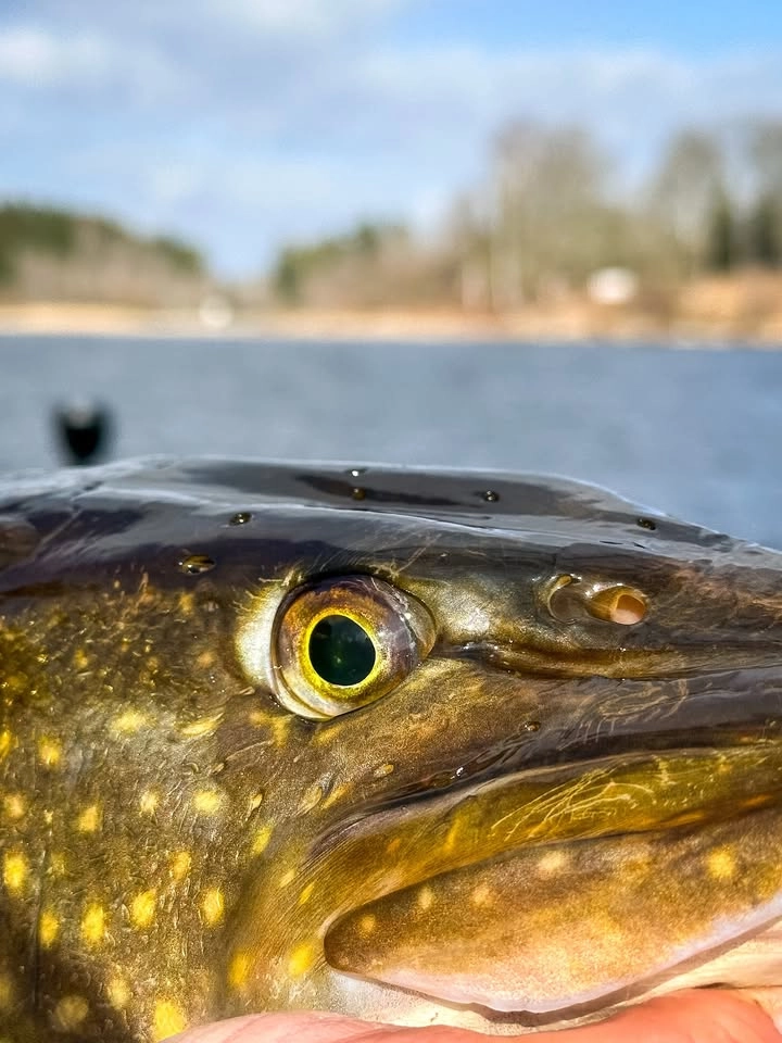 Våtmarkens dag - Hemmesta sjöäng! 🐟