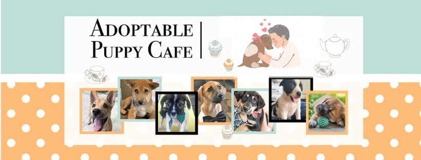 The Adoptable Puppy Cafe