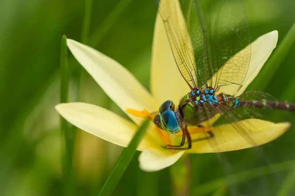 Medicinhjulet 15 november - Cirkel av glädje - 5 månader