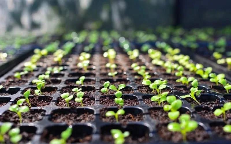 Seed Starting Basics with Joe Walthall