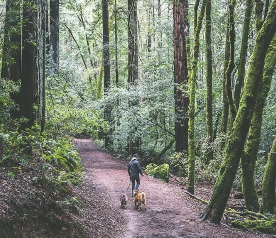 August - Founders Walking Meeting - Larkspur