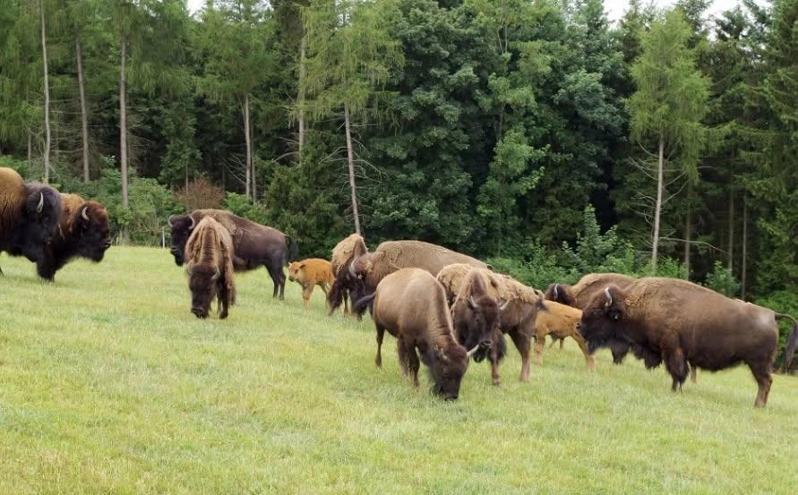 BIO-ERLEBEN Das Sommerprogramm der Öko-Modellregion Steinwald