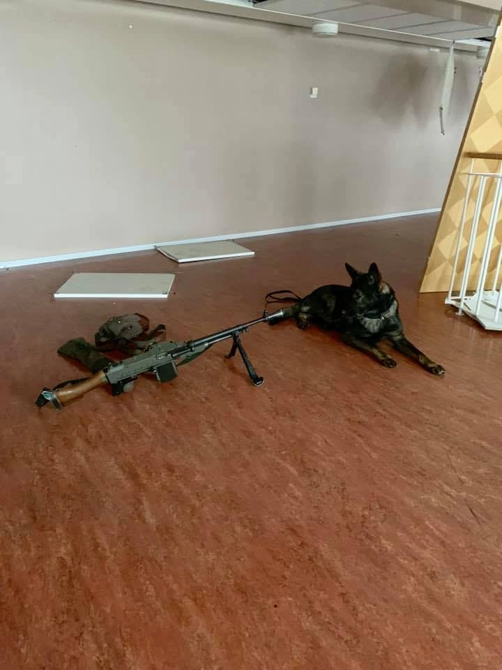 Hund vs drönare