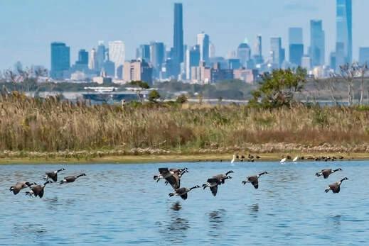 Field Trip with Huntington-Oyster Bay Audubon