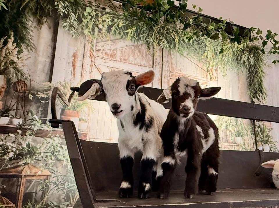 Baby Animal Weekend