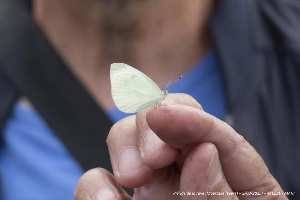 Moeraske : Visite guidée spéciale – Papillons et autres petites bêtes