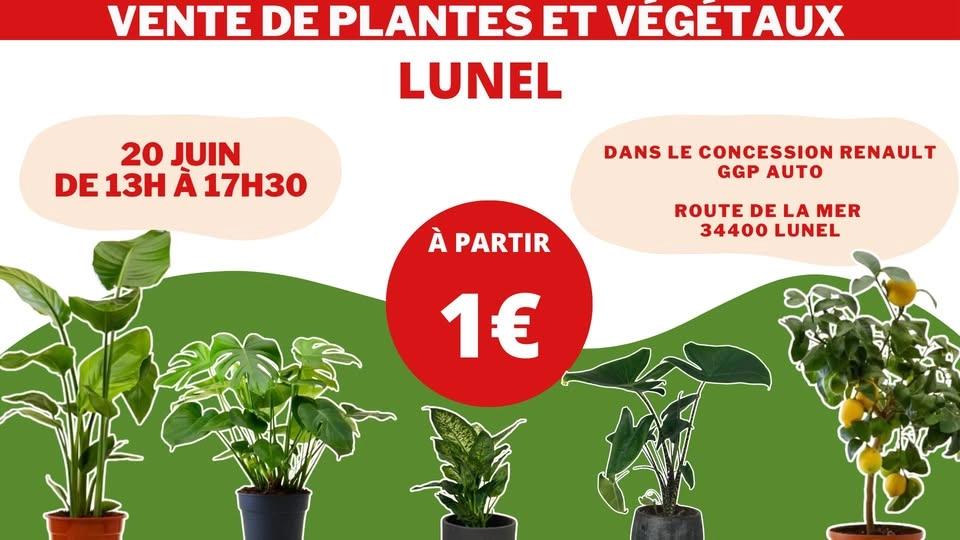 LUNEL - Végétaux et Plantes à partir de 1€ by Plantes Addict