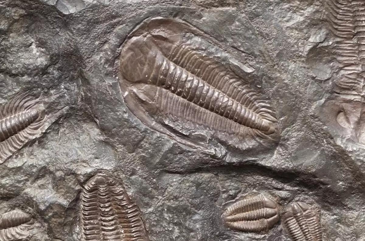 Staňte se paleontologe v HistoryParku Ledčice