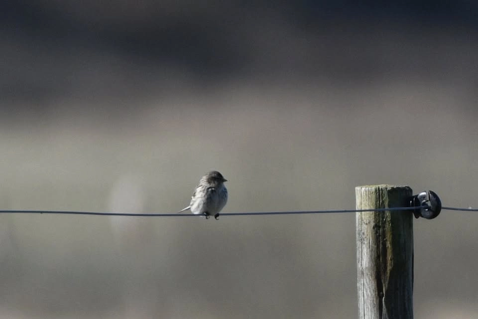 Kurs: Att leva med sorg