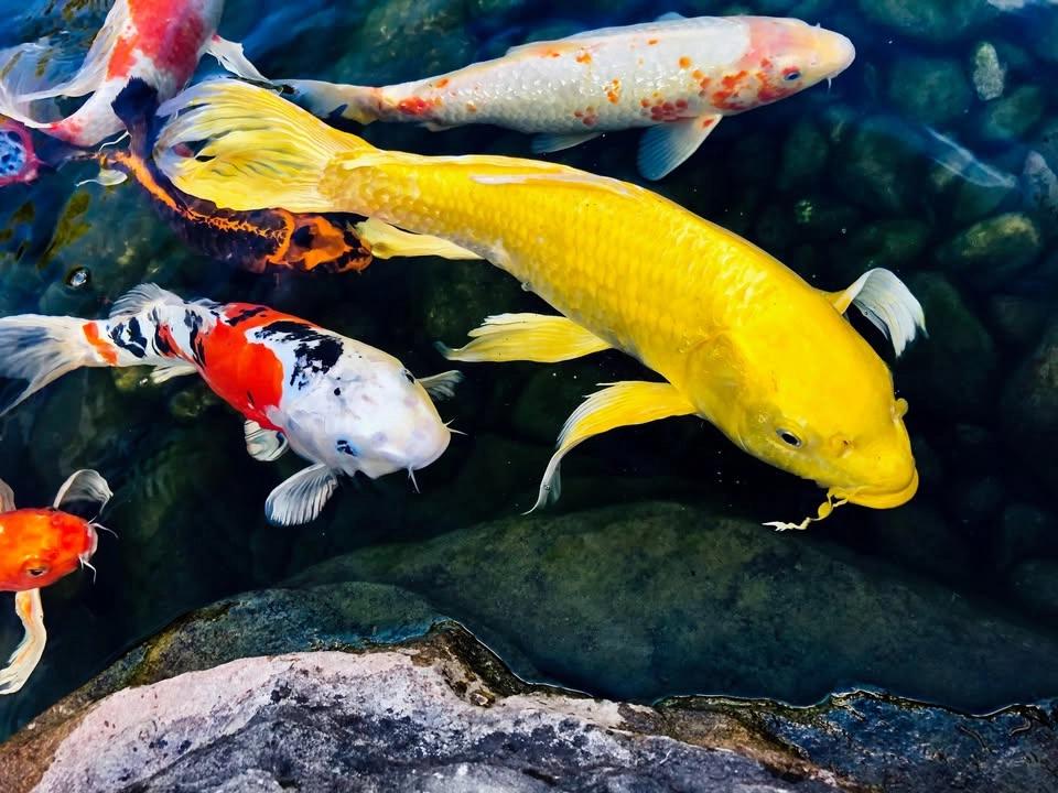 FREE Pond Fish 101 Class! - How to Care for Koi & Goldfish
