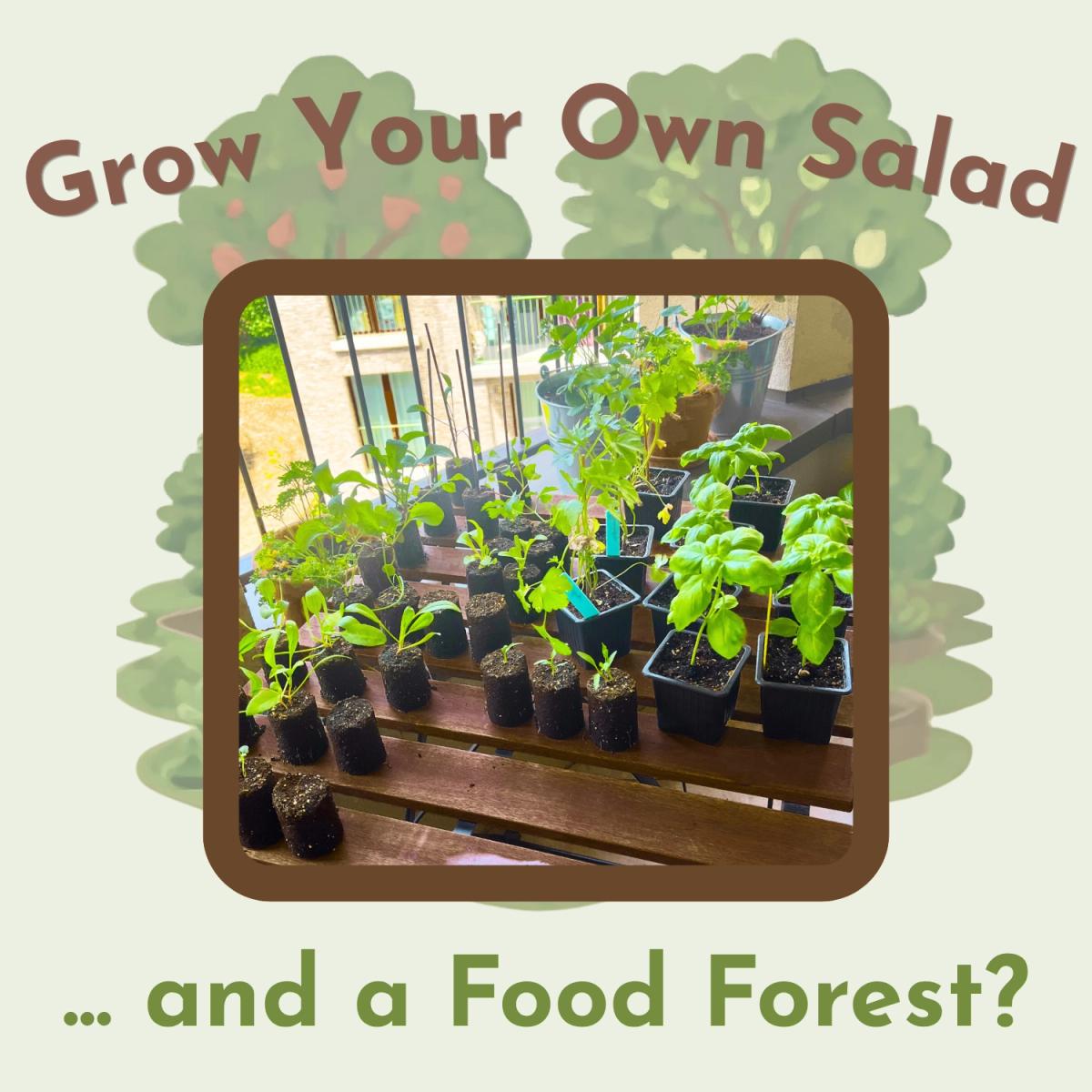 Grow Your Own Salad From Seed... and a Food Forest?