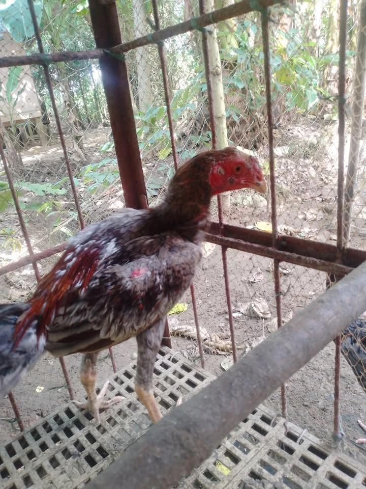 Pa uwak hulo group