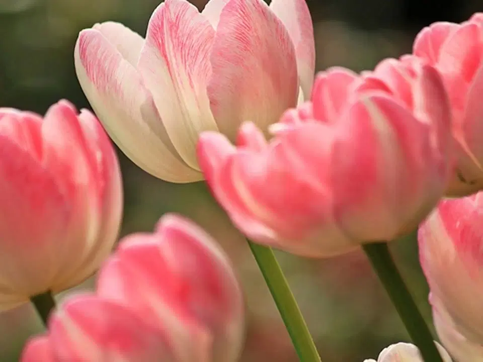 Vårmarknad i Nordstan