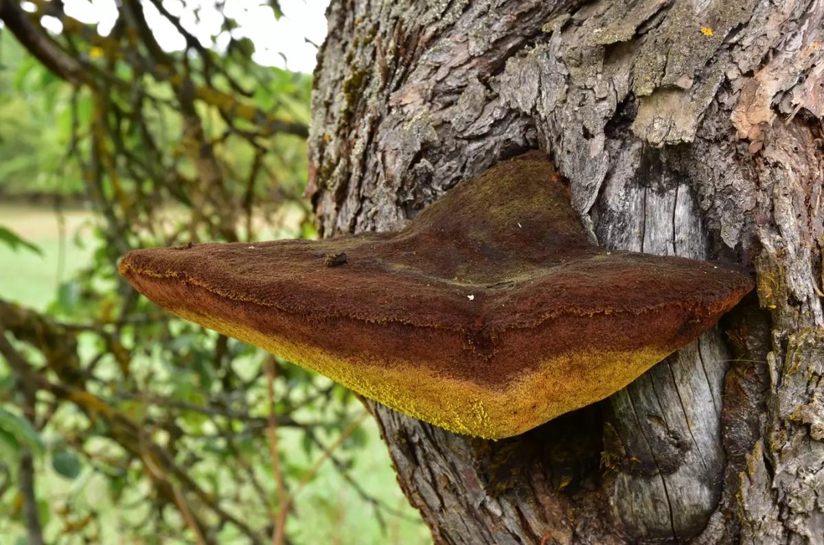 Houby nejen jedlé – tajemné, krásné a důležité