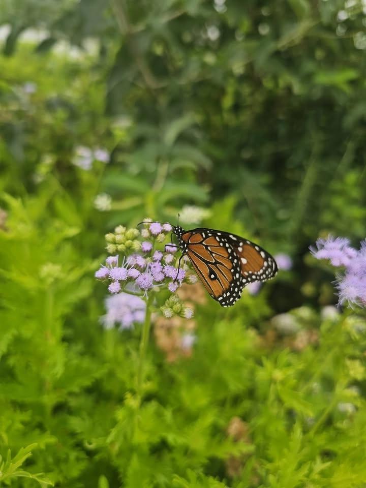 Master Gardeners at Waco Downtown Farmers Market: Bees and Butterflies