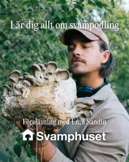 ODLA SVAMP I TRÄDGÅRDEN