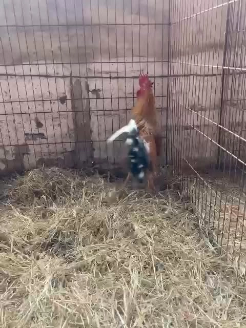 hermoso gallo jabao