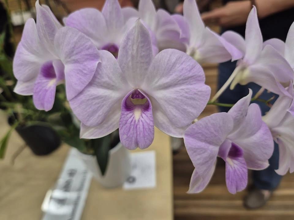 Bankstown Orchid Society Winter Show