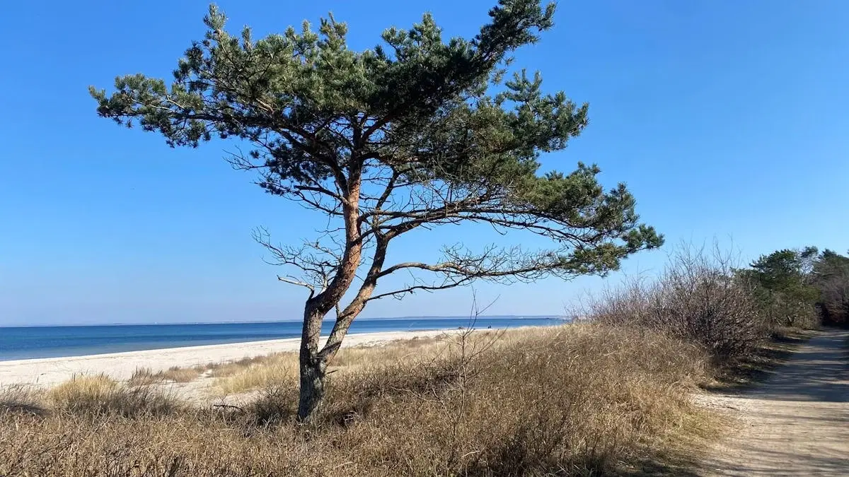 Nordkyststien: Gilleleje til Helsingør (23 km)