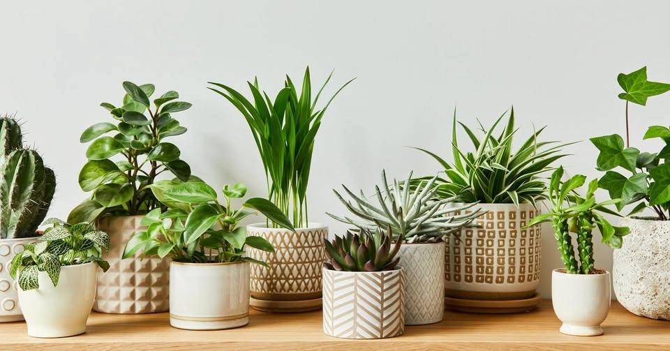 Garden Class: Houseplant Basics