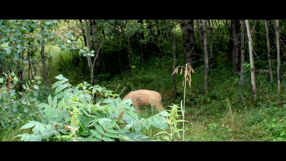 FERTILE AGASSIZ DUNES BOWHUNTER 3-D SHOOT