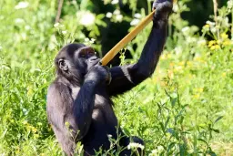 African Forest opening day!