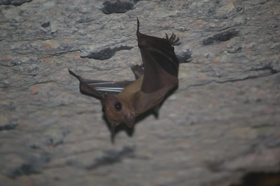 Bat Walk