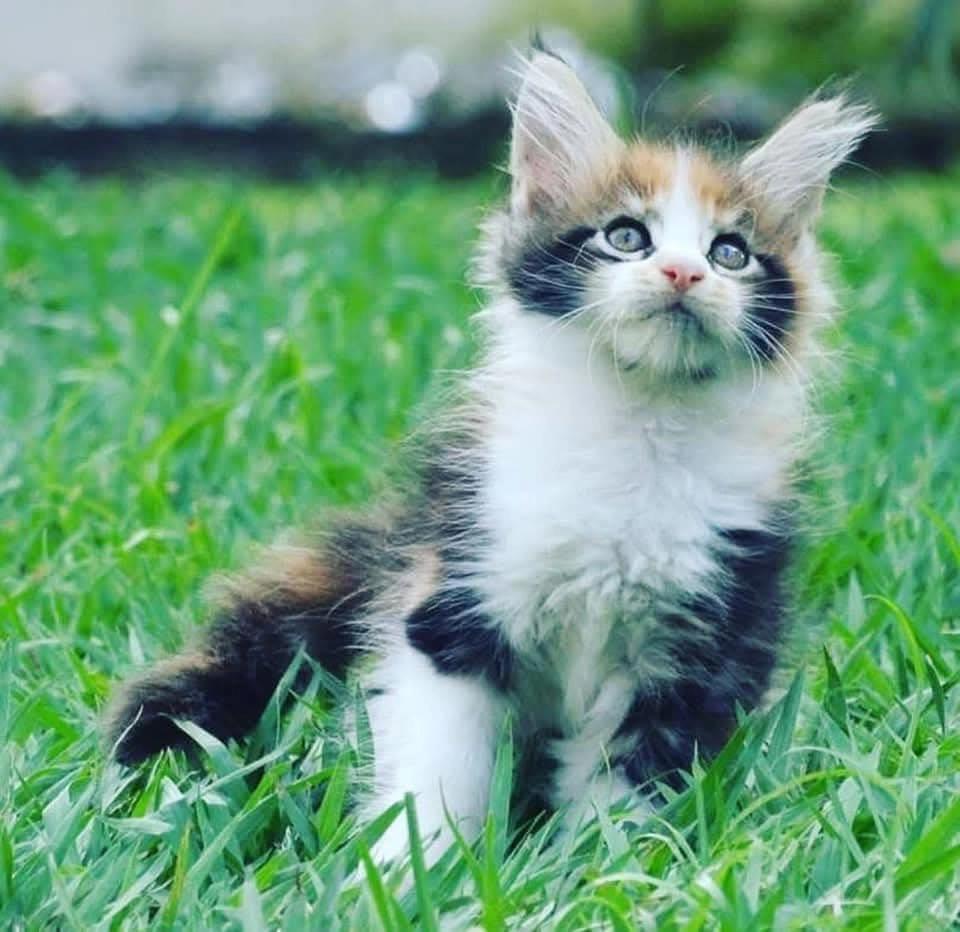 Kittens for adoption