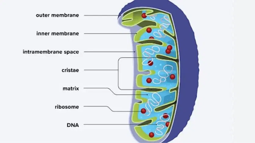 The Trojan Horse molecule for targeting cancer cell mitochondria