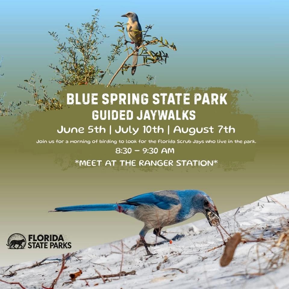 Guided Jaywalks at Blue Spring State Park