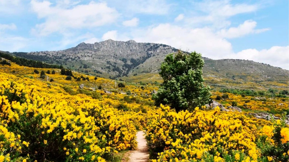 10/05 🌼🥾 Festival del Cambroño: La ruta más especial de la primavera 🌄🌿