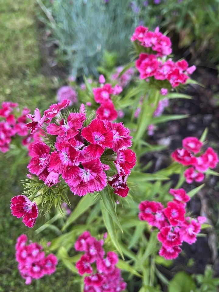 Midsommarplock på Hässelstad trädgård