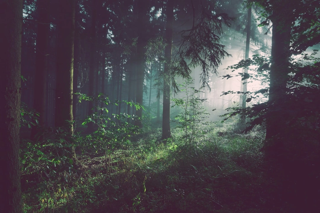 FOREST HEALING VOL 2